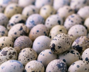 Оздоровительное воздействие перепелиных яиц на организм человека