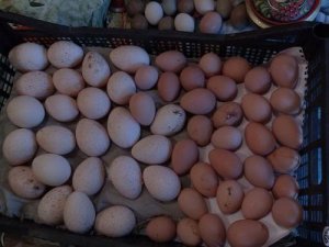 Яйца фазана – а едят ли их?