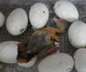 Размножение домашних гусей