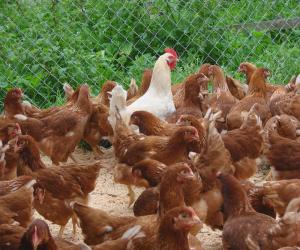 Болезни куриных яиц и их симптомы
